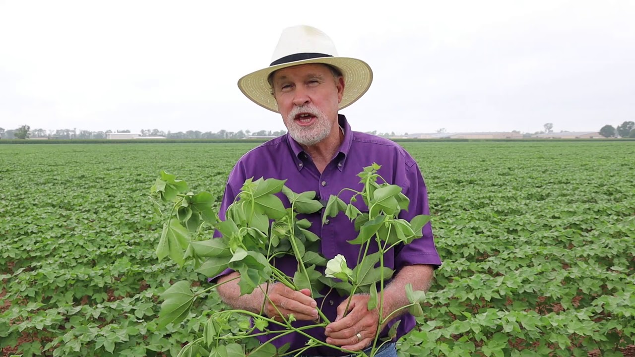 Estimating Cotton Yield Potential