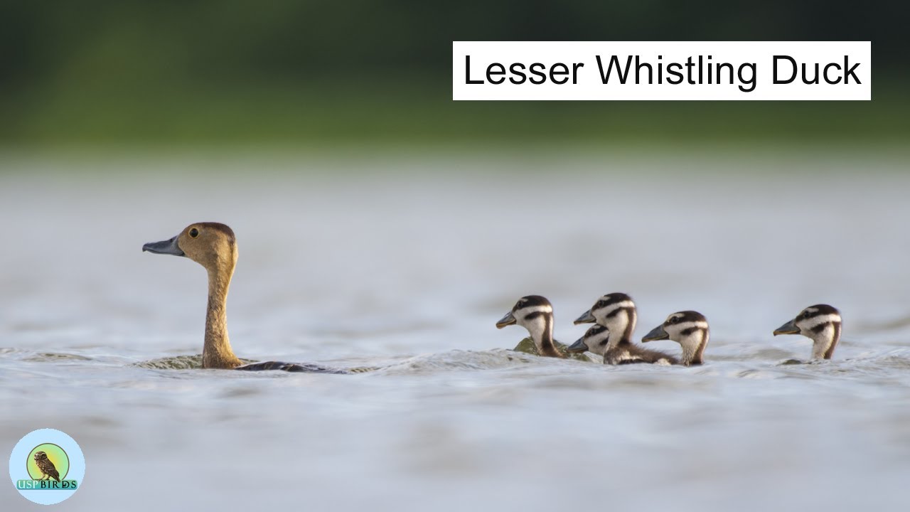 Lesser Whistling Duck || Lesser Whistling Duck documentary || USP BIRDS || Wildlife Photography ||