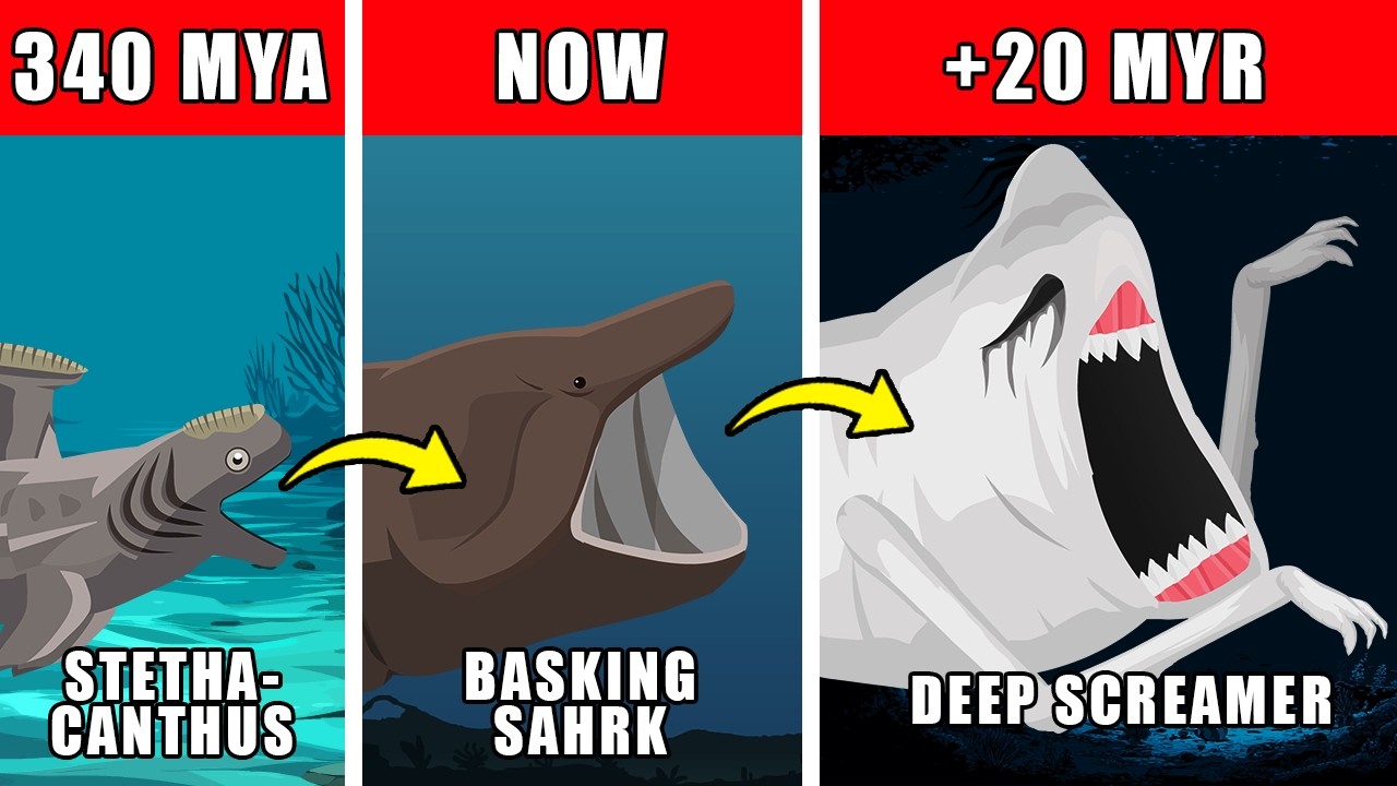 Deep Screamer Origin Evolution: How Deep Screamer Could Have Evolved