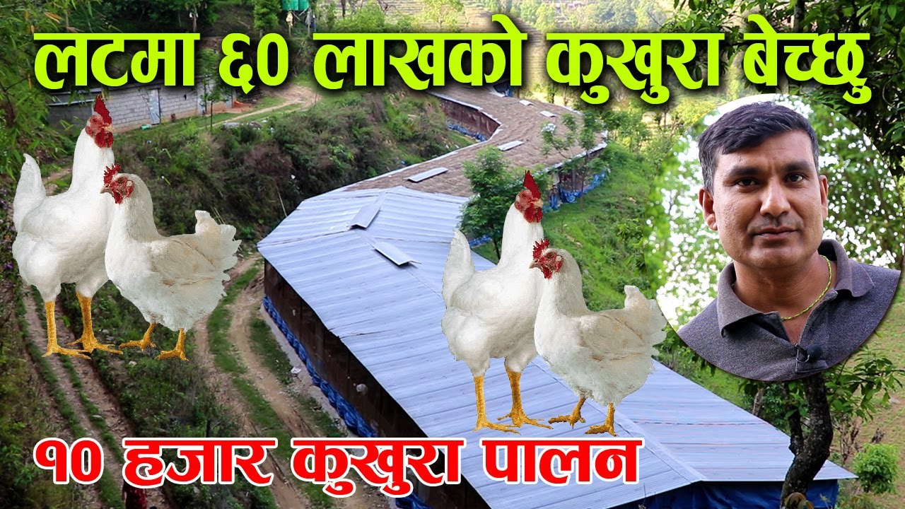 १० हजार कुखुरा पाल्ने नेपाली सेनाका पूर्व जमदार, भन्छन्– लटमा ६० लाखसम्मको कुखुरा बेच्छु !
