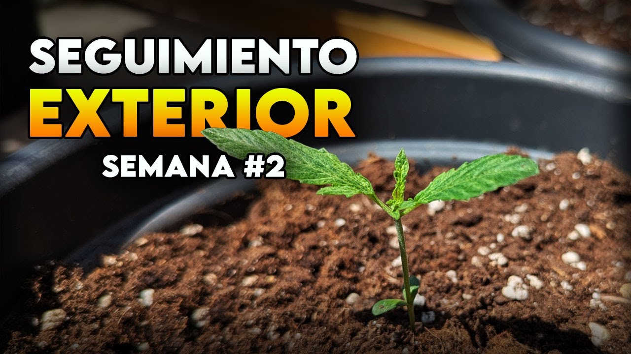 Seguimiento de autoflorecientes en exterior | Semana 2 &ndash; Plantas espigadas y calor