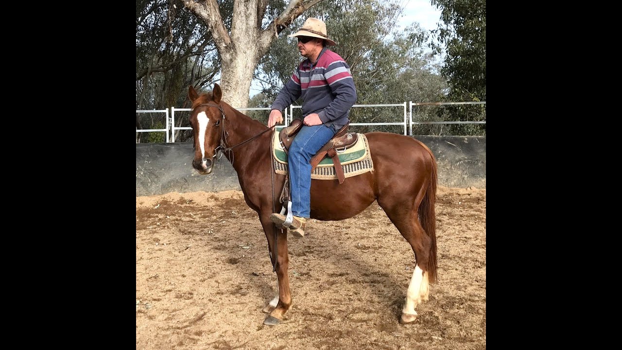 ** SOLD ** 2 year old Quarter Horse gelding
