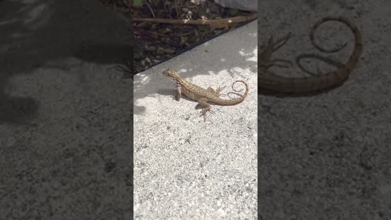 STRANE LUCERTOLE IN FLORIDA
