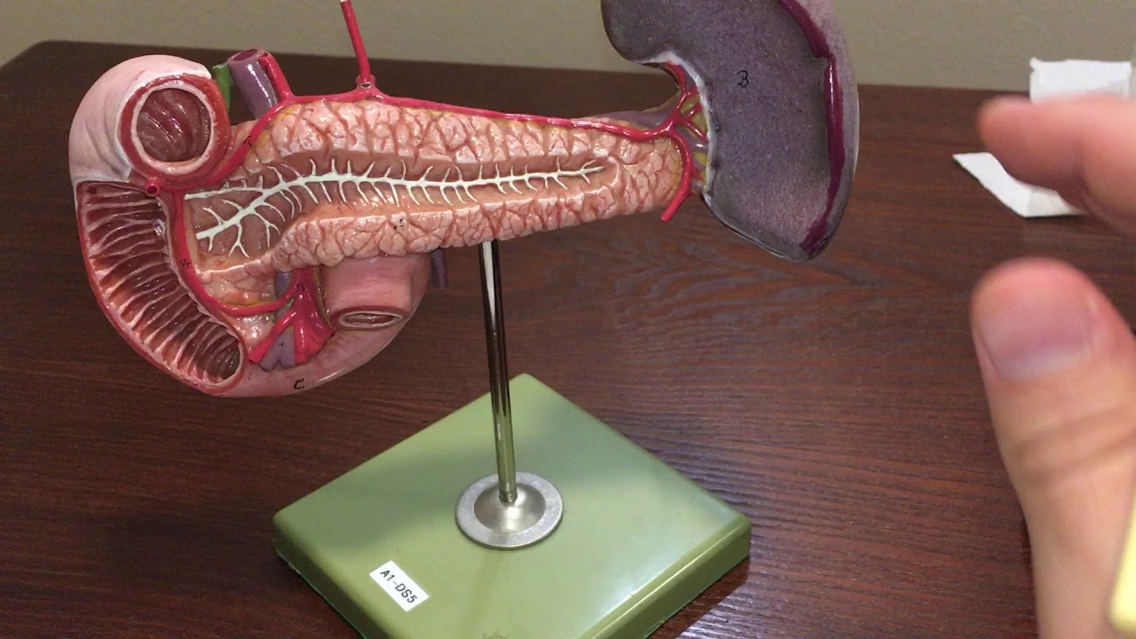 Spleen, Pancreas,  and Duodenum Model