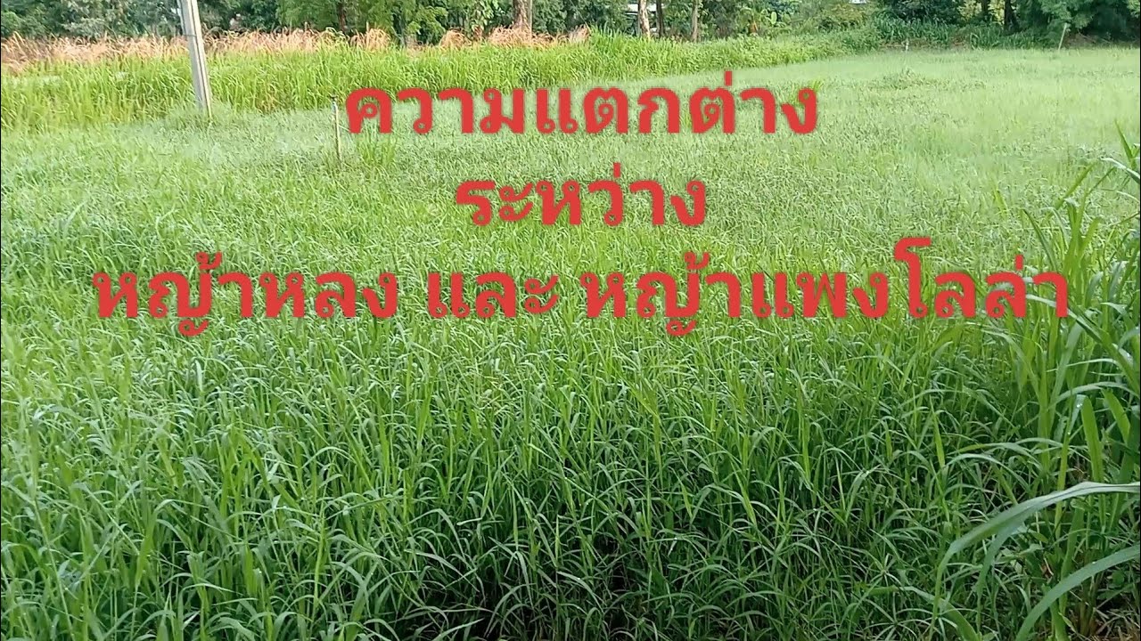 ดีคนละแบบเลือกปลูกตามความเหมาะสมของพื้นที่หญ้าหลงกับหญ้าแพงโลกล่า
