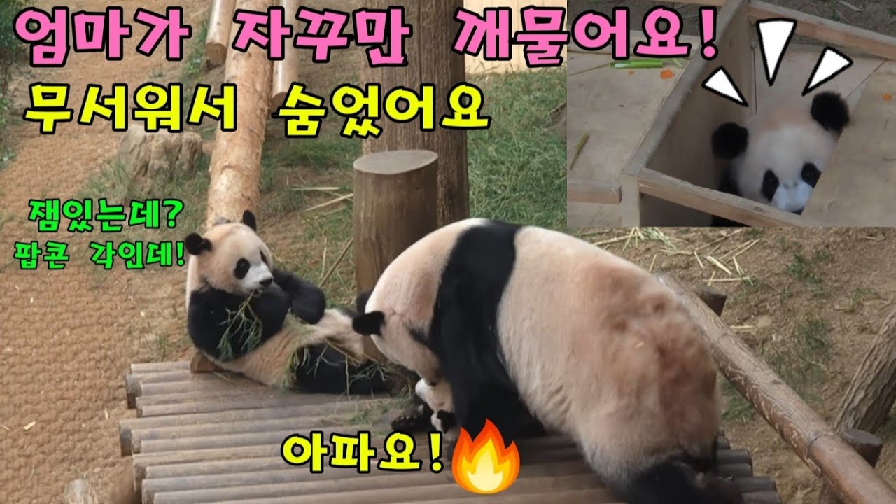 에버랜드 판다월드🤨엄마가 자꾸만 귀엽다고  깨물어서 무서워 숨었어요 😶‍🌫️