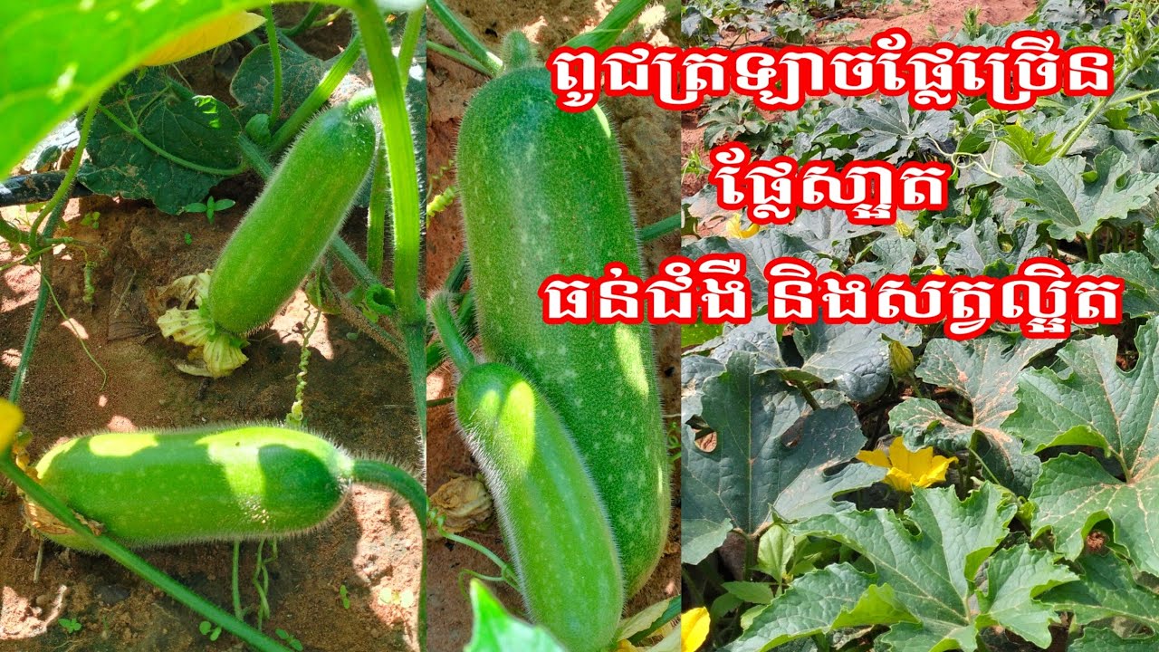 ពូជត្រឡាចផ្លែច្រើន