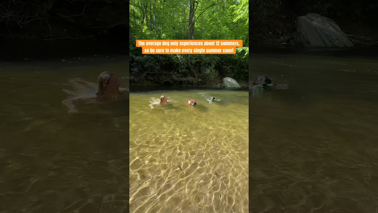 Make every single day count, and every summer too. #summeradventures #hikingwithdog #swimmingdog