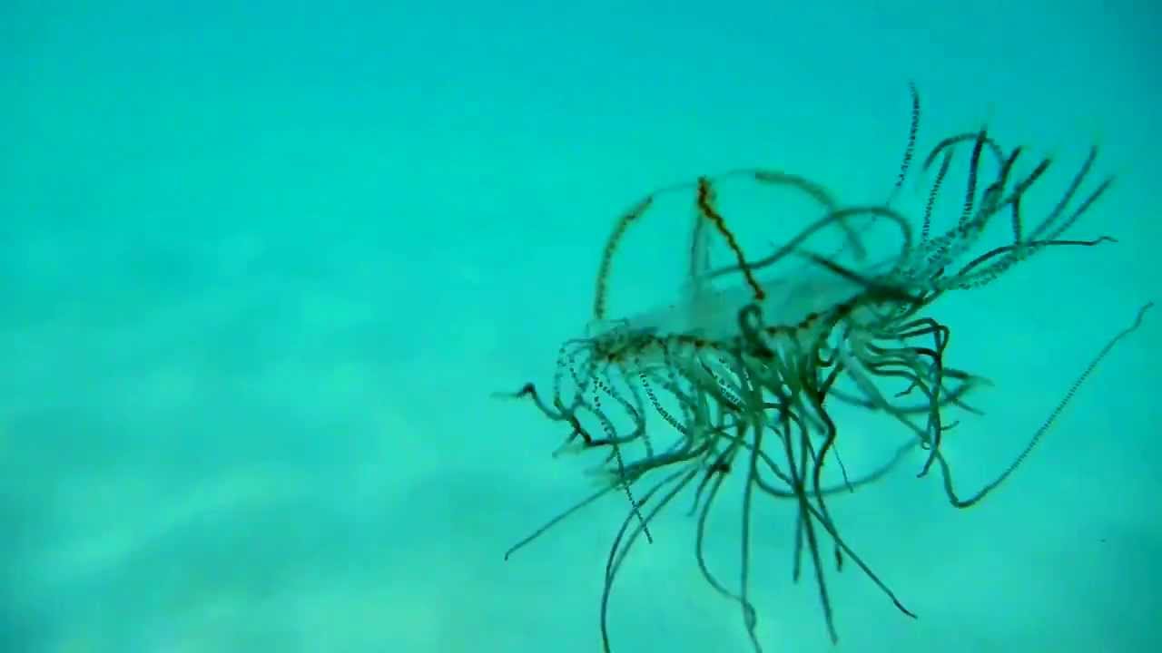 Olindias phosphorica