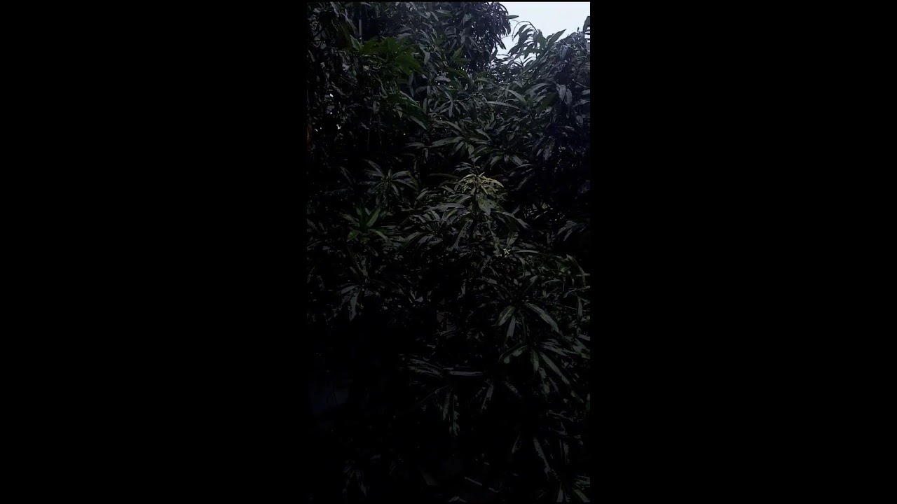 Heavy Rain with Strong Wind Sounds for Sleeping | ASMR Storm Ambience