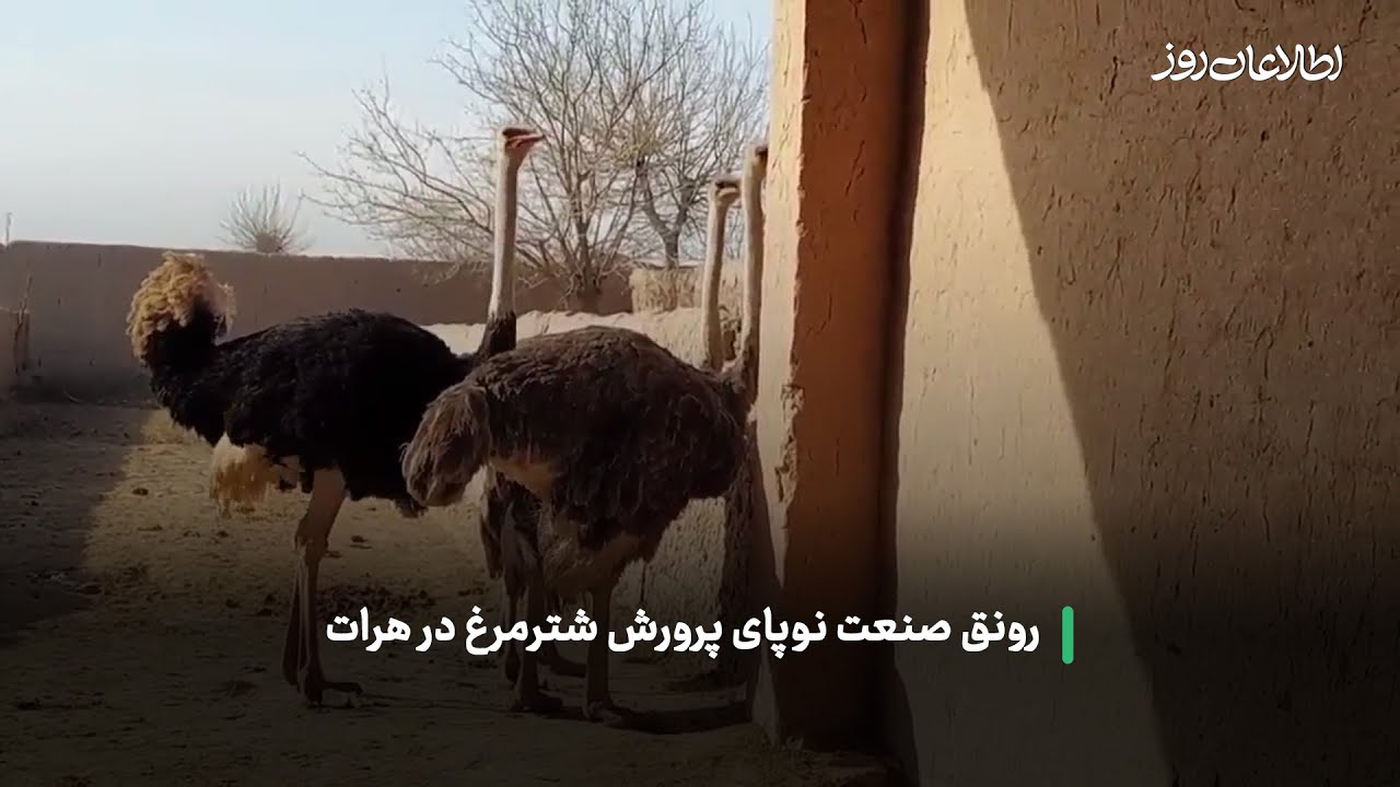 رونق بازار خرید و فروش شتر مرغ در هرات