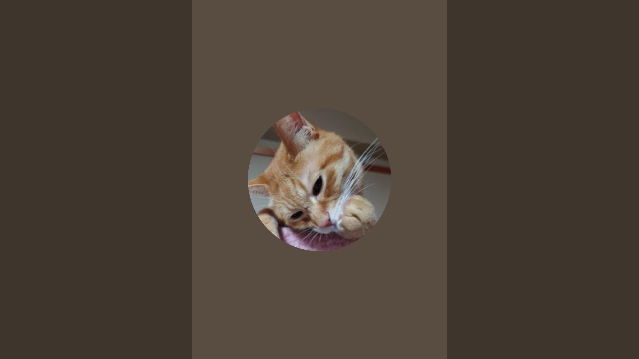 無人無音お留守番ライブです😸チャットにも居ません🙇猫の寝姿に癒されてください😊茶トラちっこちゃんねる がライブ配信中！