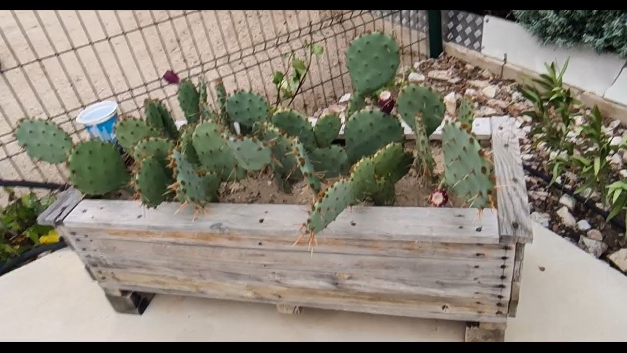Higo Chumbo. Recolectar y comer... Cuidado al pelar...