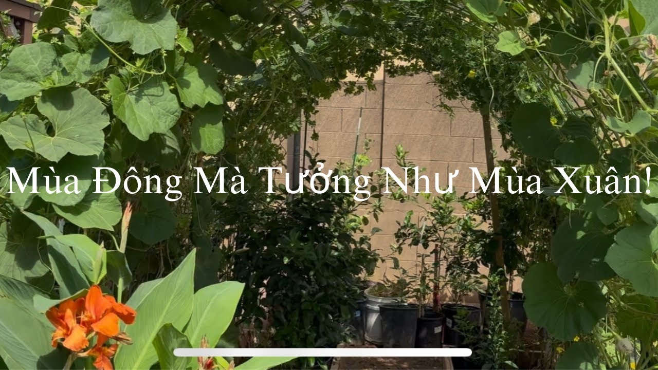 #96 Mùa Đông Nhưng Vườn Vẫn Mỉm Cười Với Mình.1/21/2026