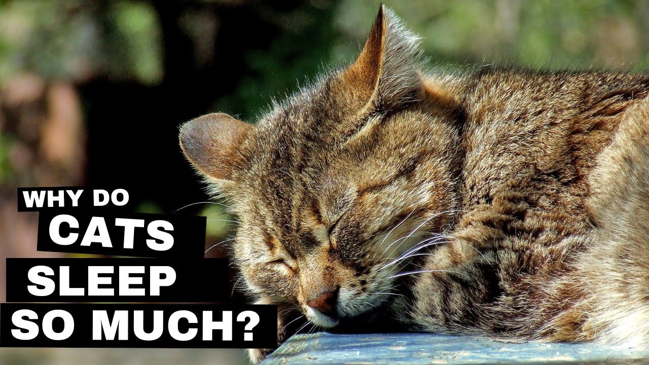 Why Do Cats Sleep So Much? The Science Behind Feline Naps Revealed