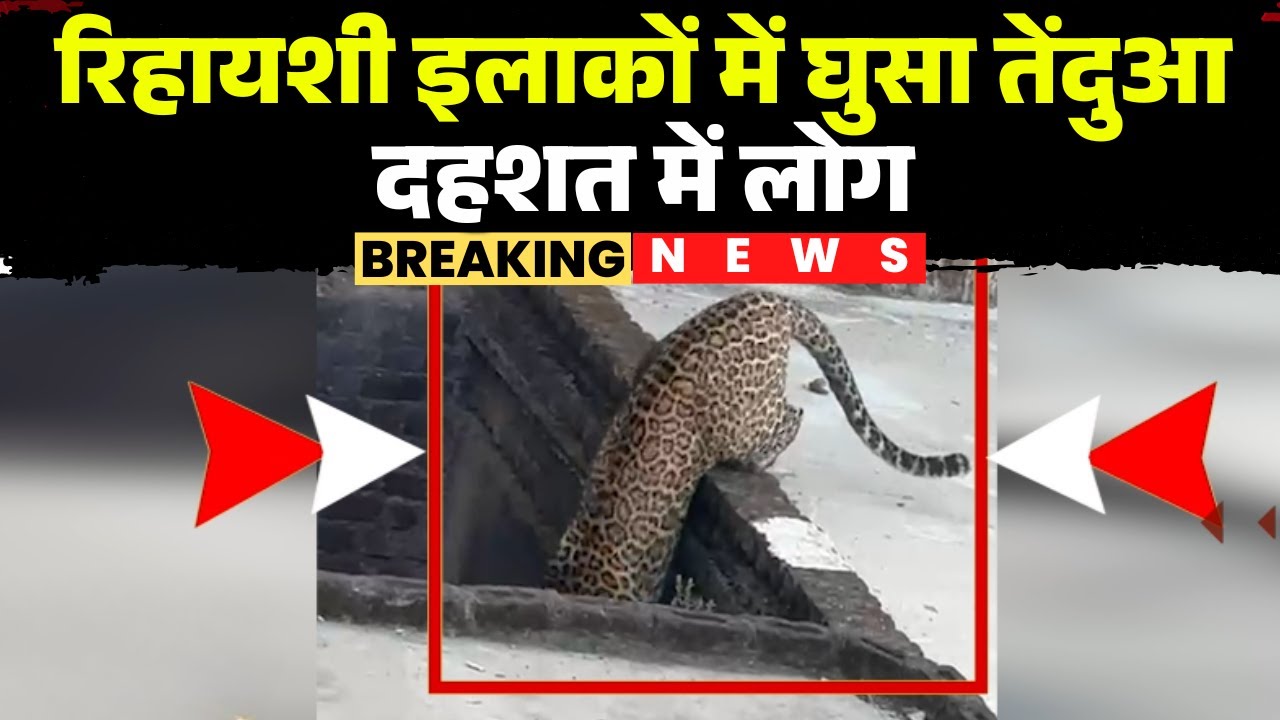 Mandsaur News: Leopard enters residential area | People panic due to leopard's arrival | Watch
