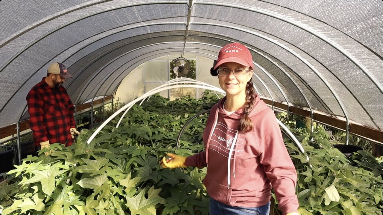 Epic FAIL or Major WIN?  Sweet Potatoes in the Greenhouse.