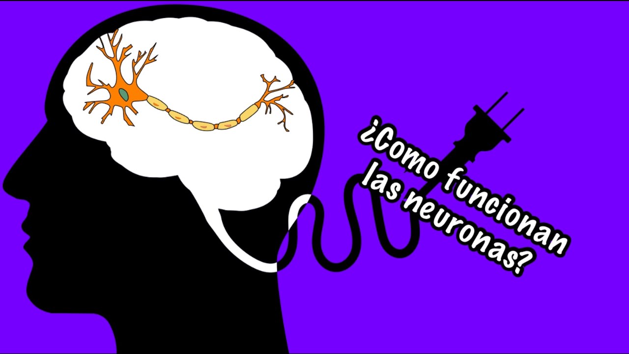 &iquest;Como funcionan las neuronas? En menos de 4 minutos