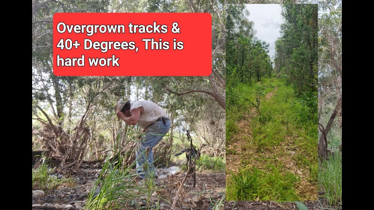Trapline Kickoff: Chasing Wild Dogs in Southeast Queensland | It’s a Dogger’s Life
