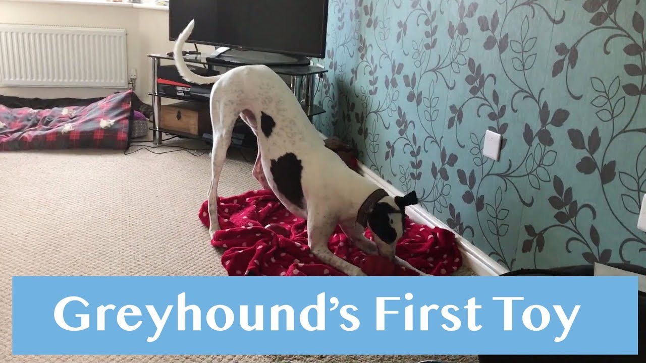 Greyhound's First Toy