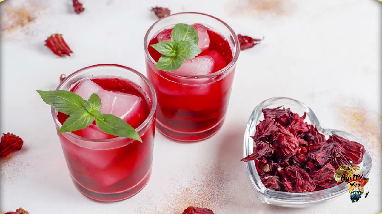 Investissons dans cette boisson africaine aux milles vertus : le bissap, ou foléré ou jus d'hibiscus