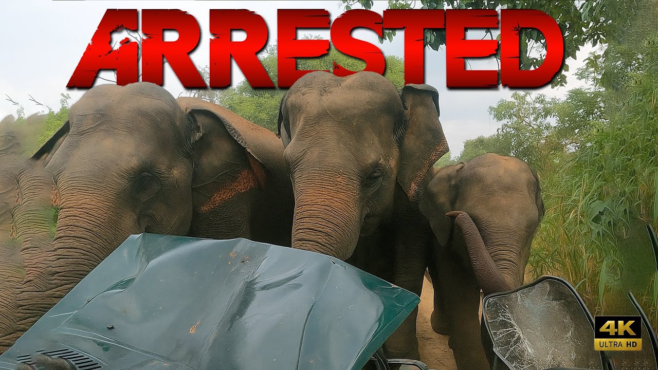 Breathtaking Elephant Encounter at Habarana Eco Park, Sri Lanka