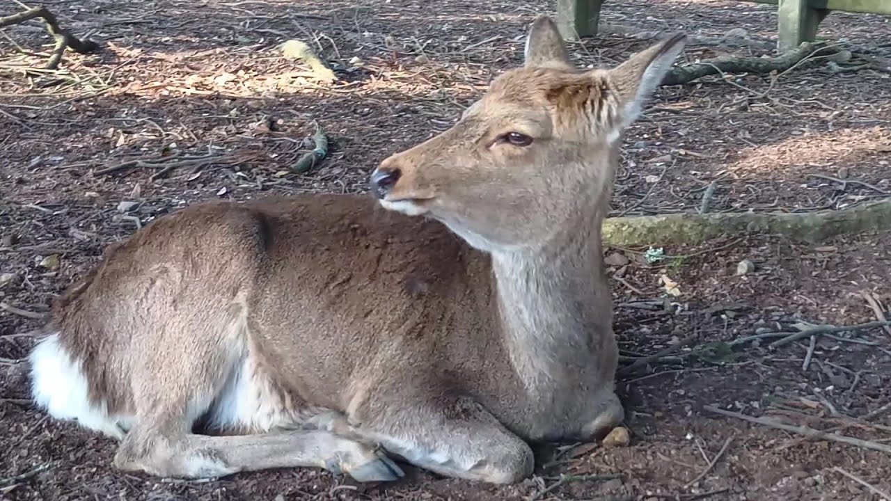 奈良公園の鹿さん #204 Deer of Nara Park