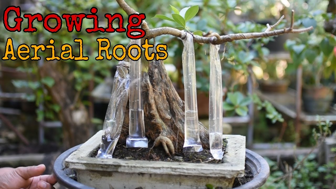 EP 32 - Growing Ficus Aerial roots || Experiment