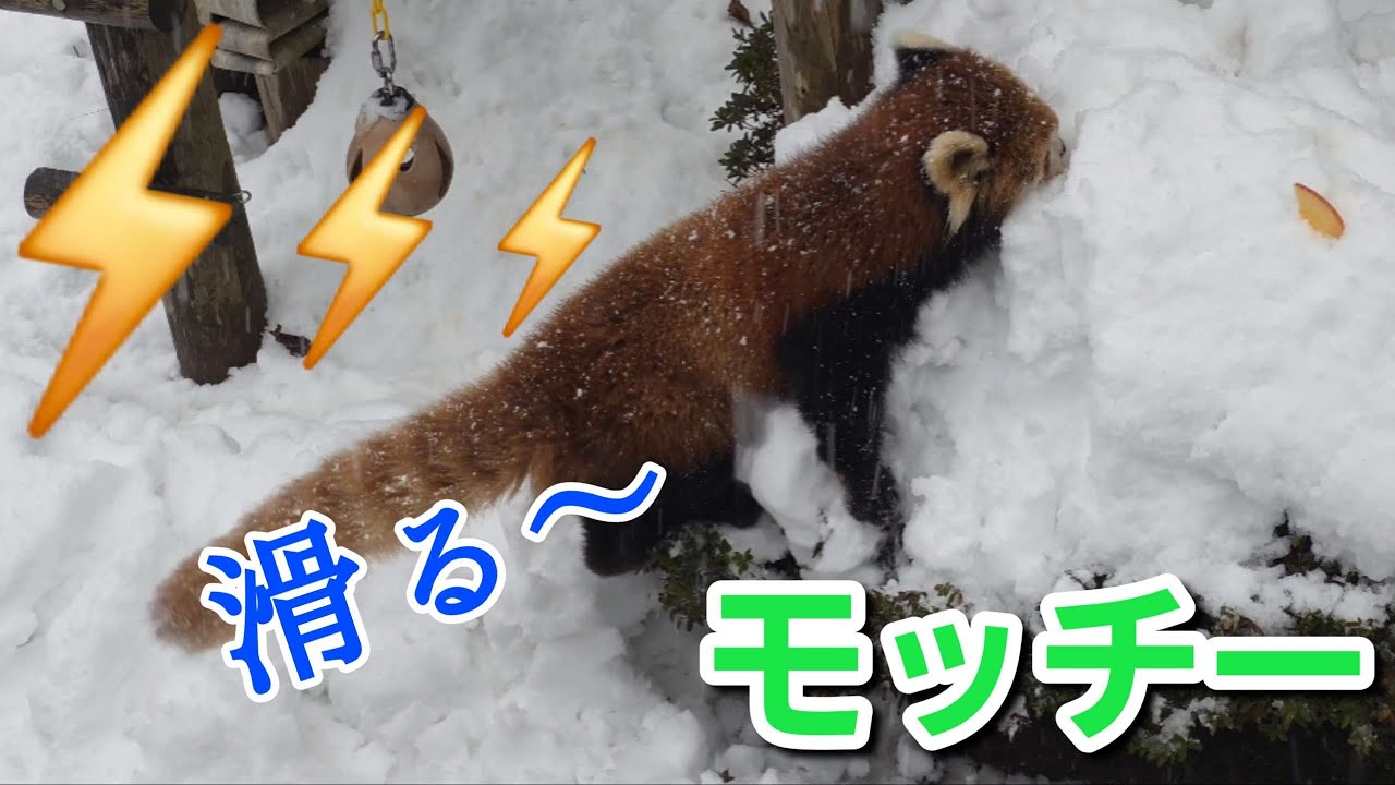 【空は雷　大雪で滑りまくるレッサーパンダのモッチー、他・・・】～Nishiyama Zoo red pandas～