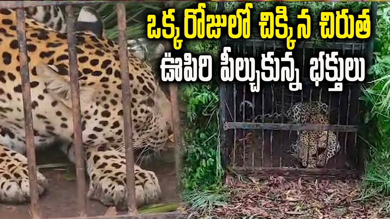 Tirumala Leopard Caught by Forest Officers | Samayam Telugu