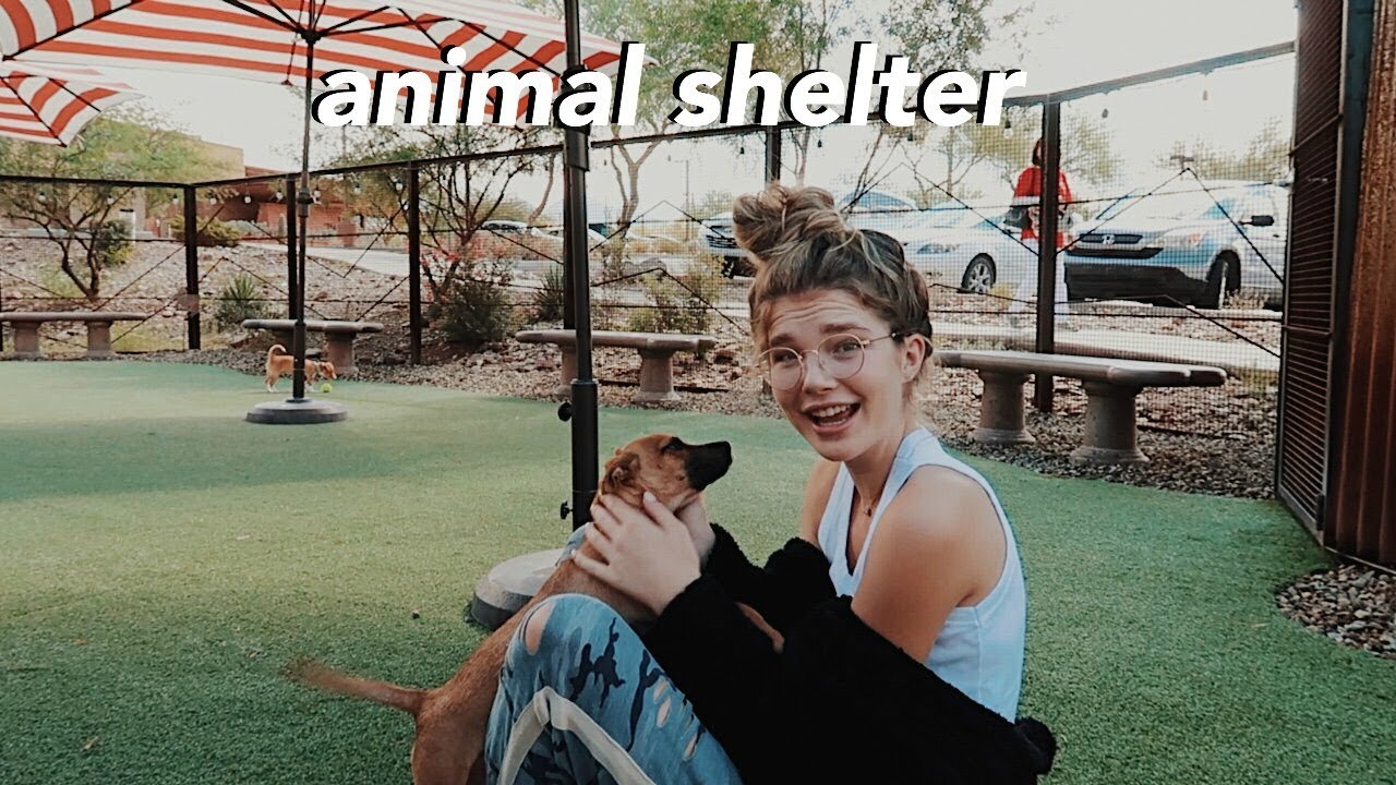 volunteering at an animal shelter...