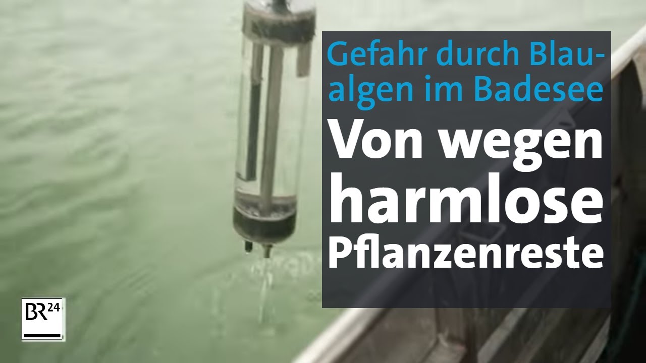 Blaualgen, gef&auml;hrliche Bakterien statt Pflanzenreste im Badesee | Abendschau | BR24