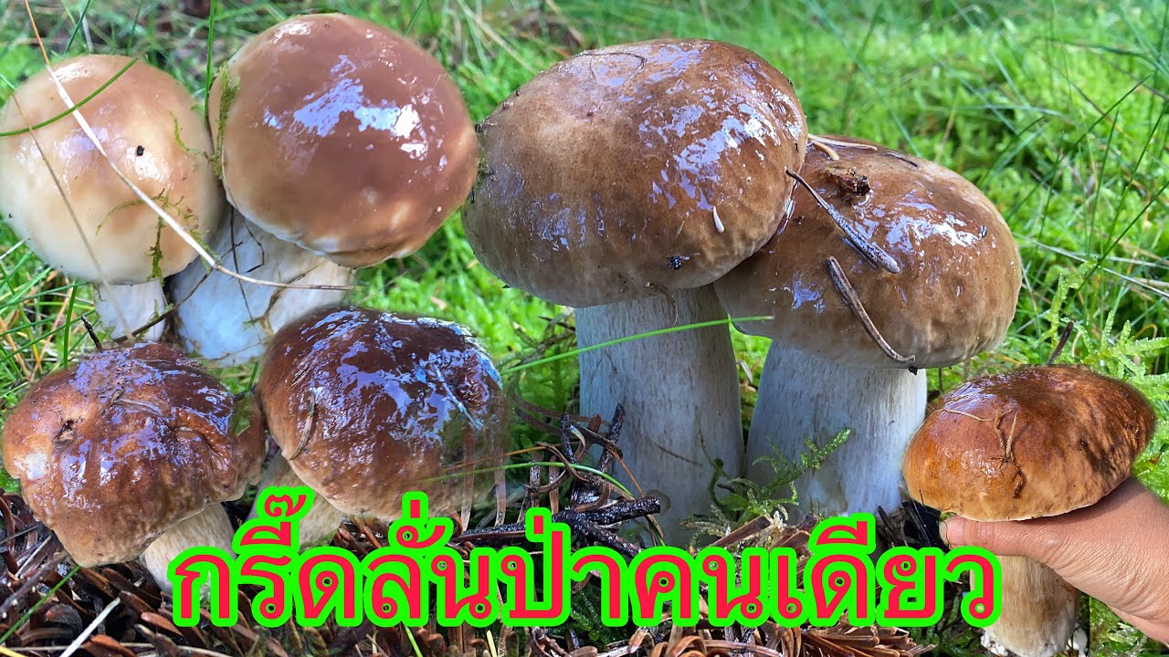 เก็บเห็ดเผิ้งหวาน # มีแต่สวยๆๆ # มาเป็นหมู่เป็นคู่แฝด # Picking Porcini mushrooms.29/10/22.