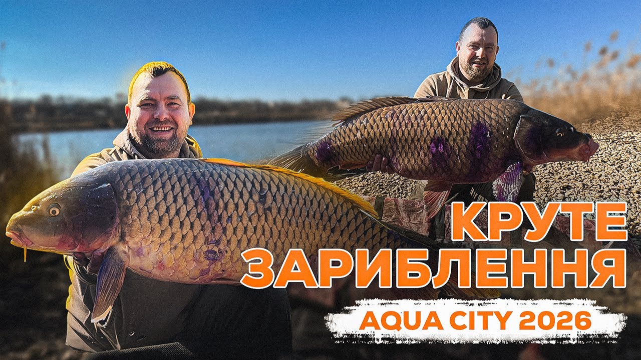 Зариблення водойми AquaCity 2026 !!! Трофейний короп уже у воді !!! #carpfishing #carp #carpdesign
