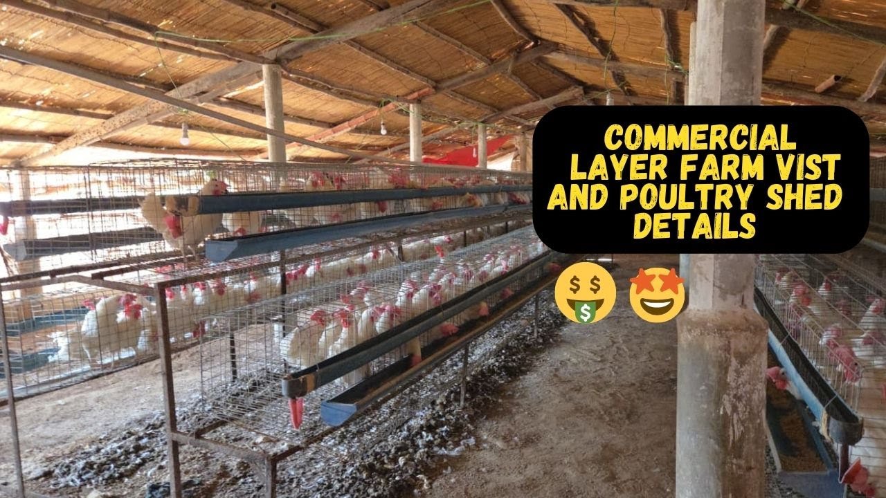 Commercial Layer Farm Vist In gadap Karachi | Poultry Sheds Available For Rent 🐥❤️ 🐣