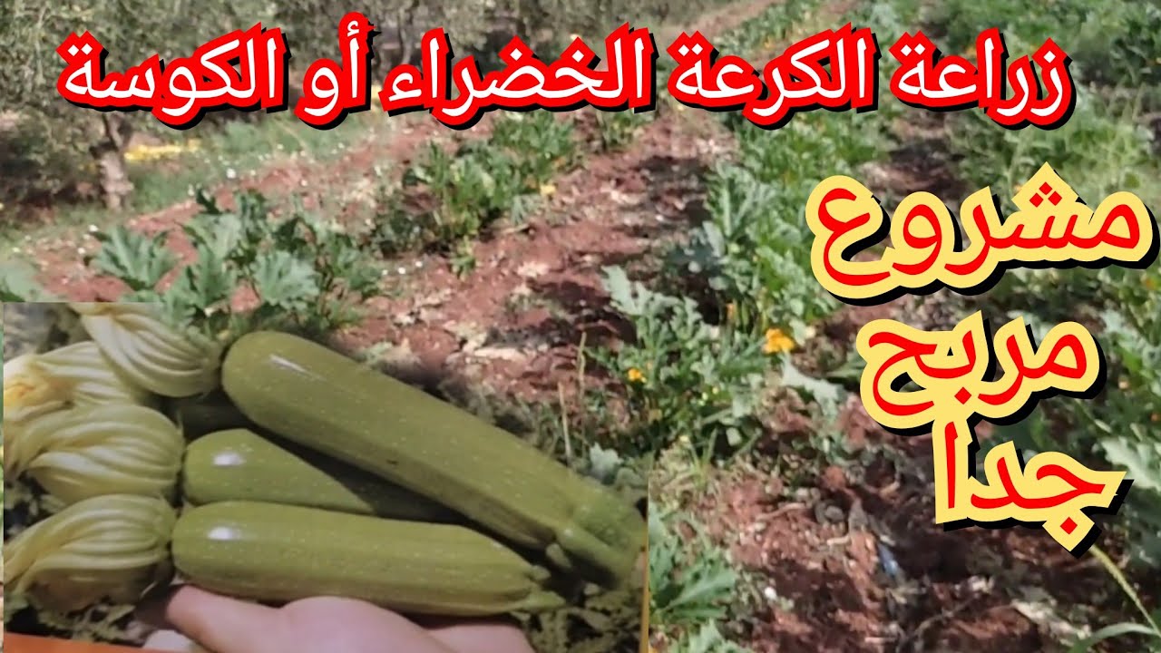 طريقة زراعة الكرعة الخضراء أو ( الكوسة) من البذور،مشروع مربح جدا وغير مكلف