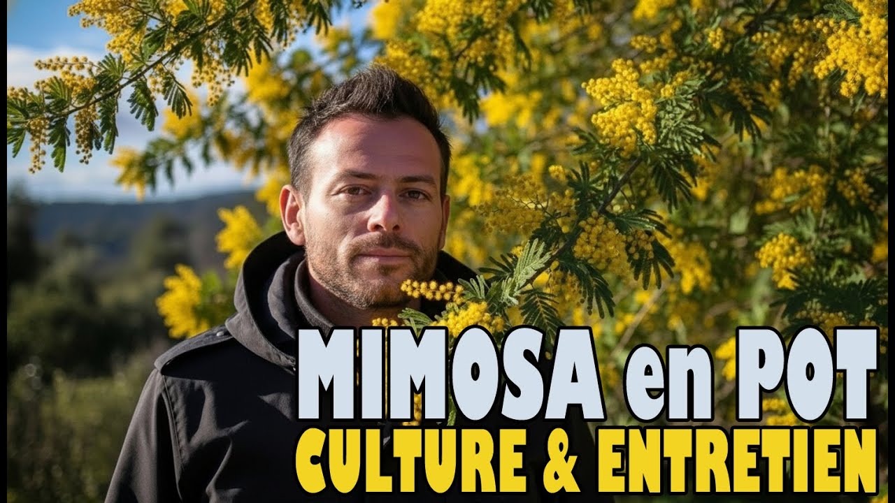MIMOSA en POT : les SECRETS pour une FLORAISON ABONDANTE sur le BALCON ou la TERRASSE