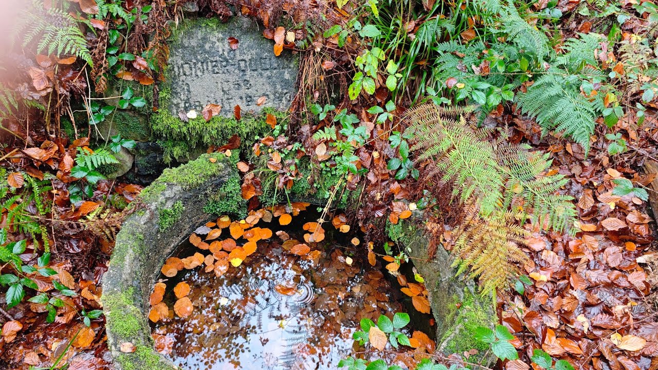 Zweifall Pionier Quelle
