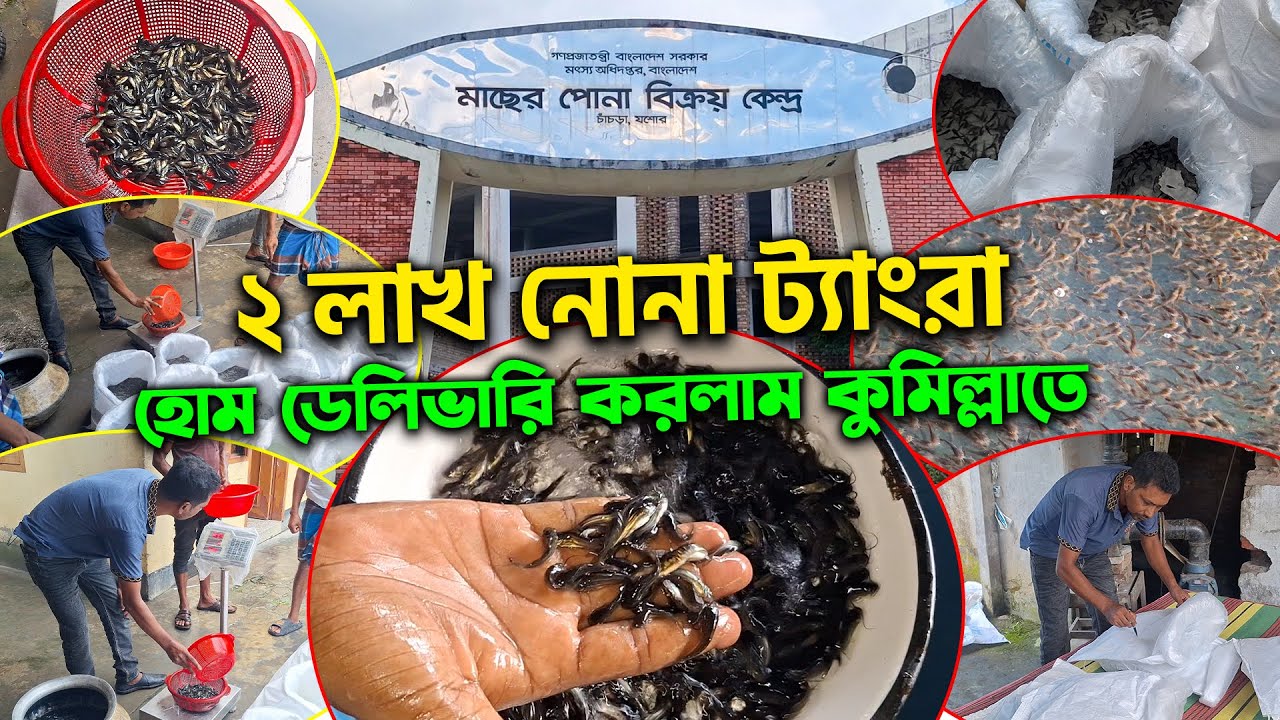 প্রবাসী স্বপ্ন মৎস্য খামার || মাছের পোনা || মাছের পোনার দাম || JASHORE