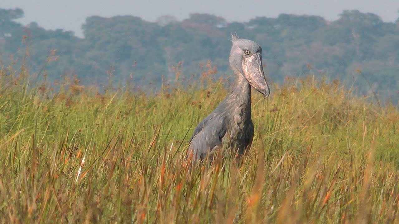 On a quest for the Shoebill