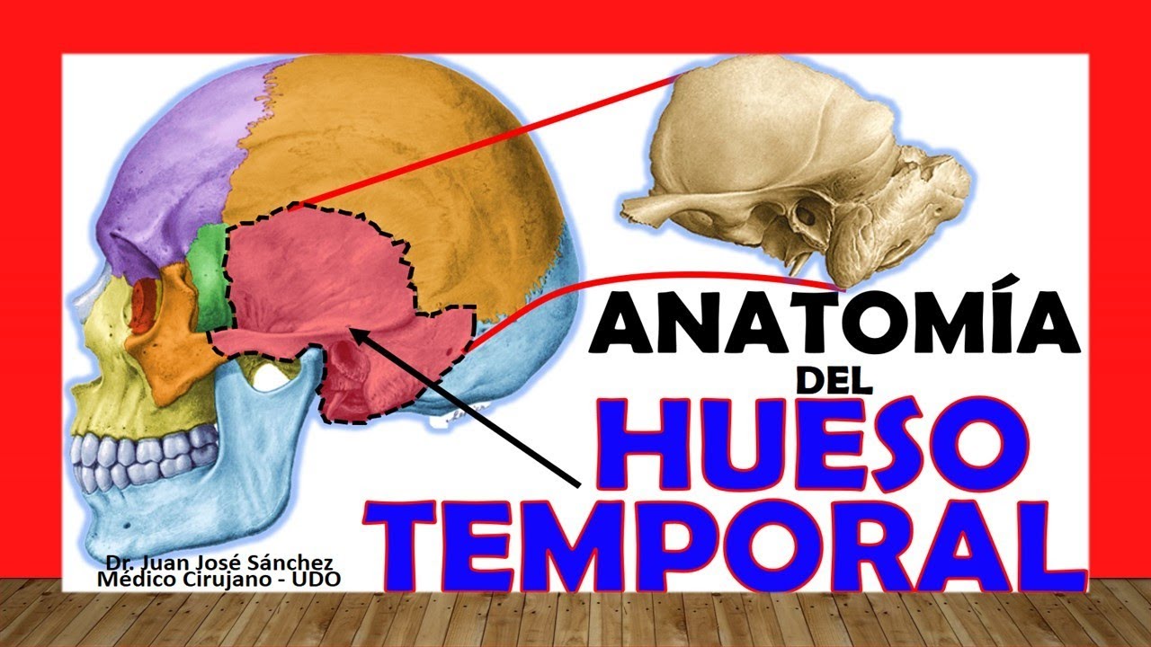 🥇 HUESO TEMPORAL, Anatomía. Fácil, Rápido y Sencillo