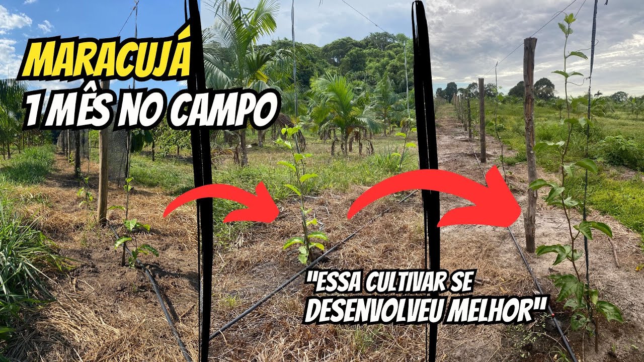 Qual a melhor variedade de maracujá? 1 mês no campo (BRS Gigante Amarelo e BRS Sol do Cerrado)