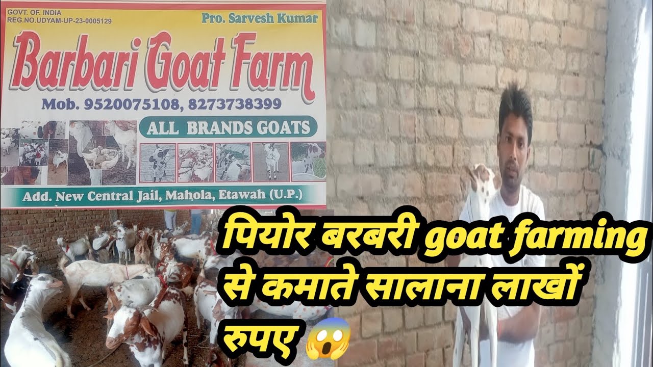 No.1 barbari goat farm | New central jail mahola Etawah UP | All breeds goats