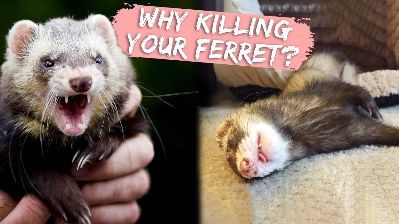13 Mistakes That Shorten Your Ferret's Life