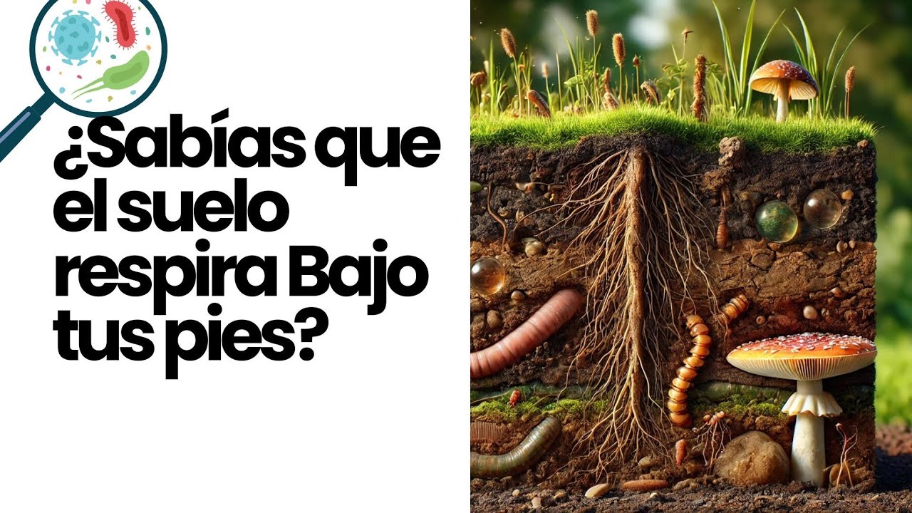 El Suelo Está Vivo! Descubre el Ecosistema Que Sostiene Todo 🌱