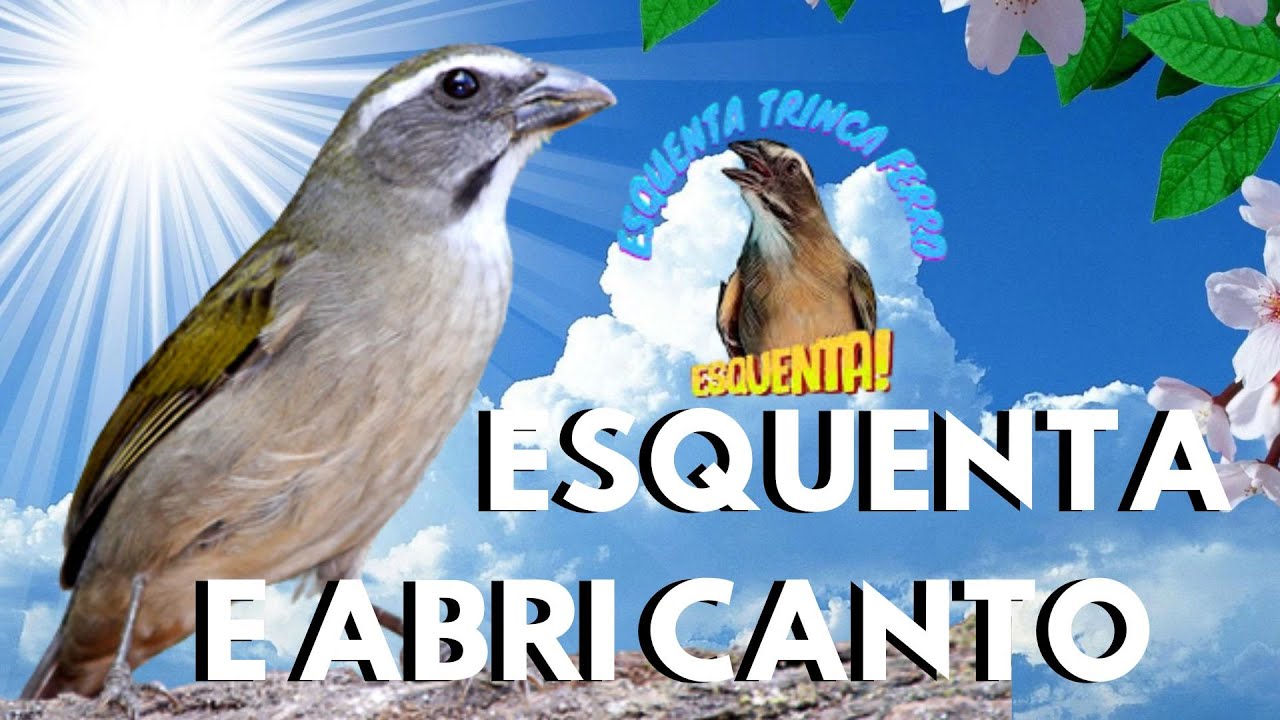 COMPROVADO TRINCA Cantando e TRINCA FERRO  MACHEANDO MUITO PARA ESQUENTAR