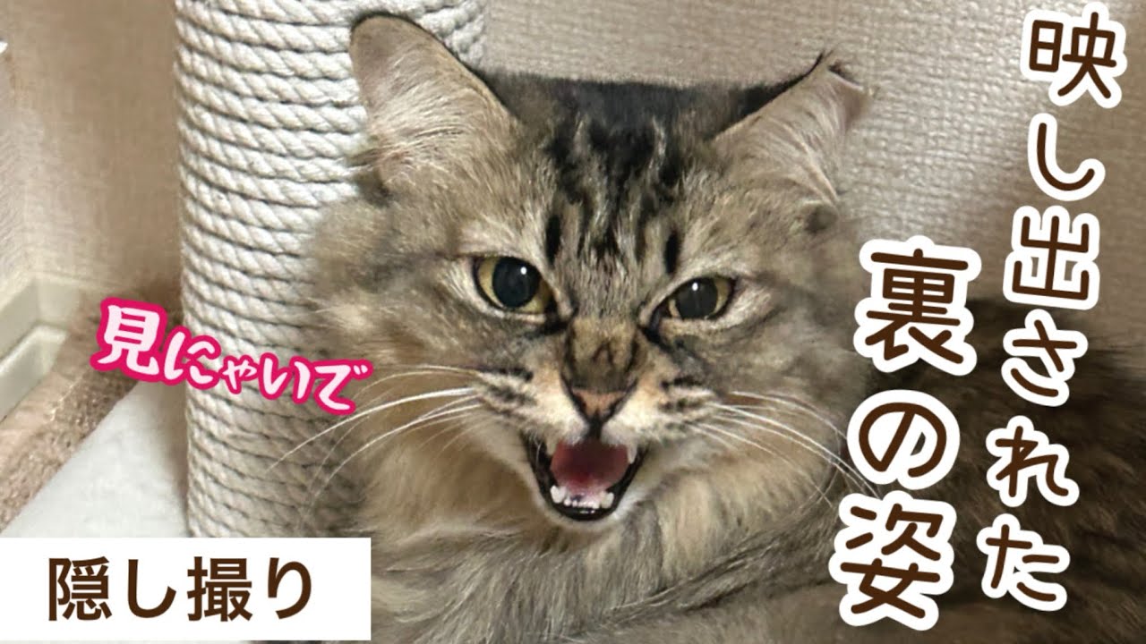 【保護猫テテ】触れない猫が夜鳴くので隠し撮りしてみたら、まさかの姿が映ってた