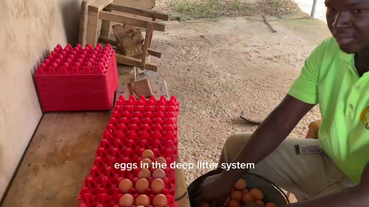Egg production in Deep Litter System