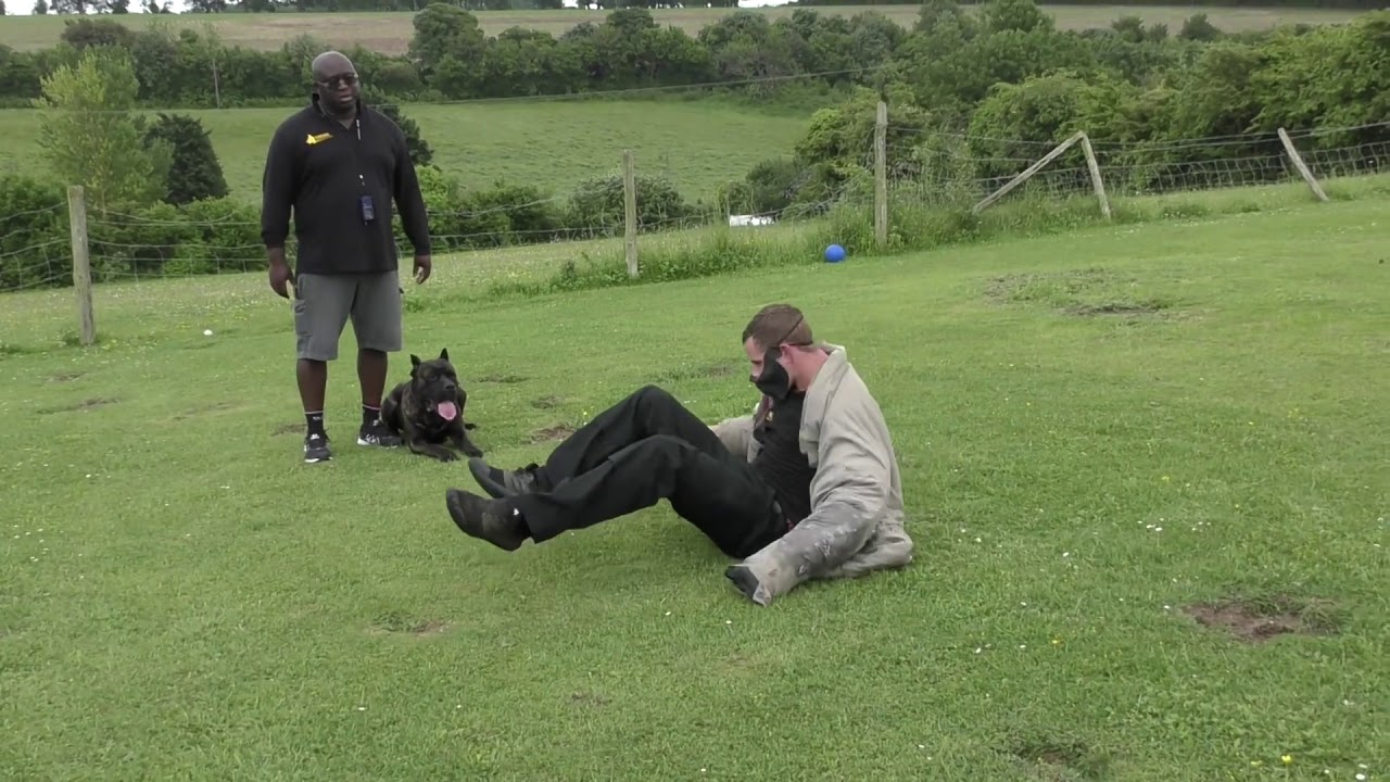Fit For Purpose Cane Corso Personal Protection Training