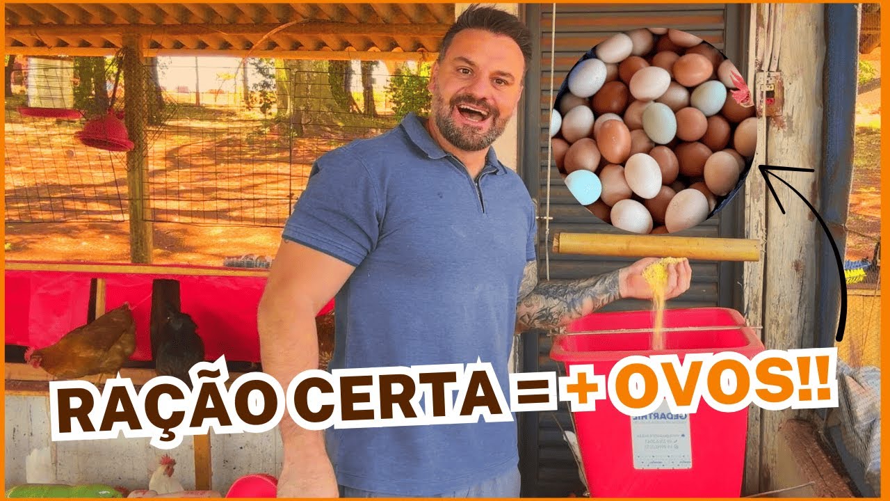 RAÇÃO PARA GALINHAS POEDEIRAS: 2 MACETES PARA OVOS DE QUALIDADE